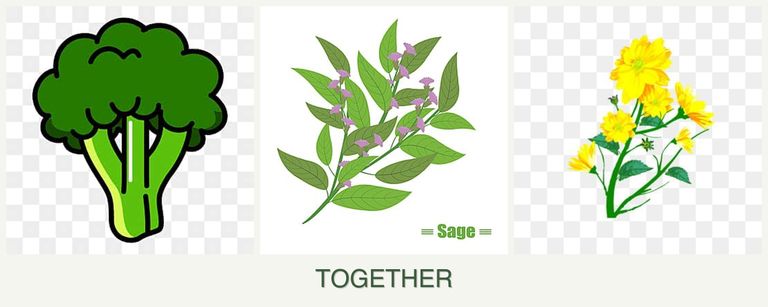 Can you plant broccoli, sage and calendula together?
