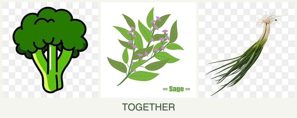 Can you plant broccoli, sage and chives together?