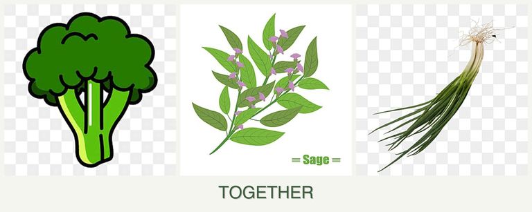 Can you plant broccoli, sage and chives together?