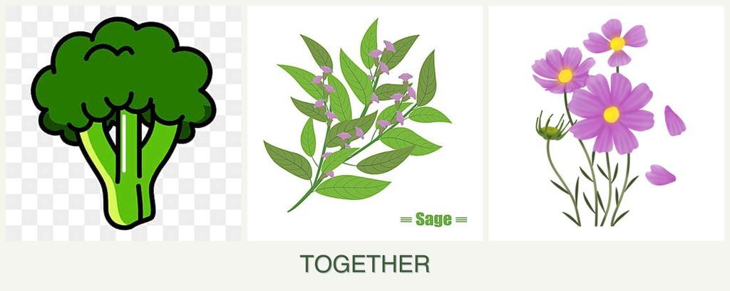 Can you plant broccoli, sage and cosmos together?
