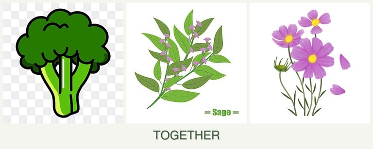 Can you plant broccoli, sage and cosmos together?