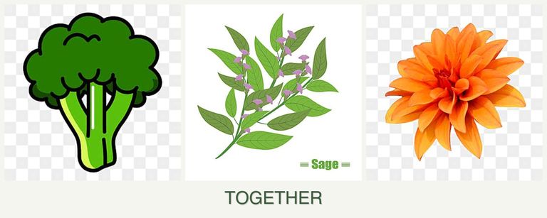 Can you plant broccoli, sage and dahlias together?