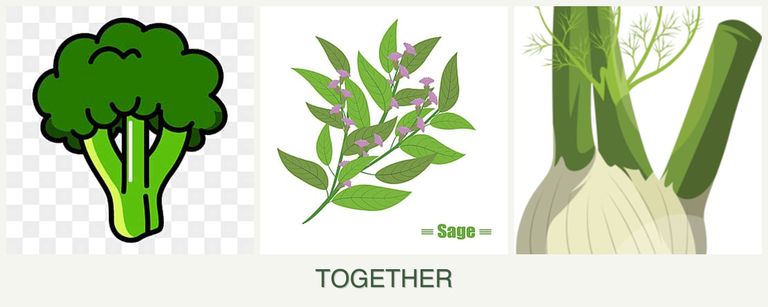 Can you plant broccoli, sage and fennel together?
