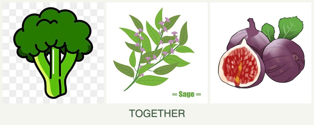 Can you plant broccoli, sage and figs together?