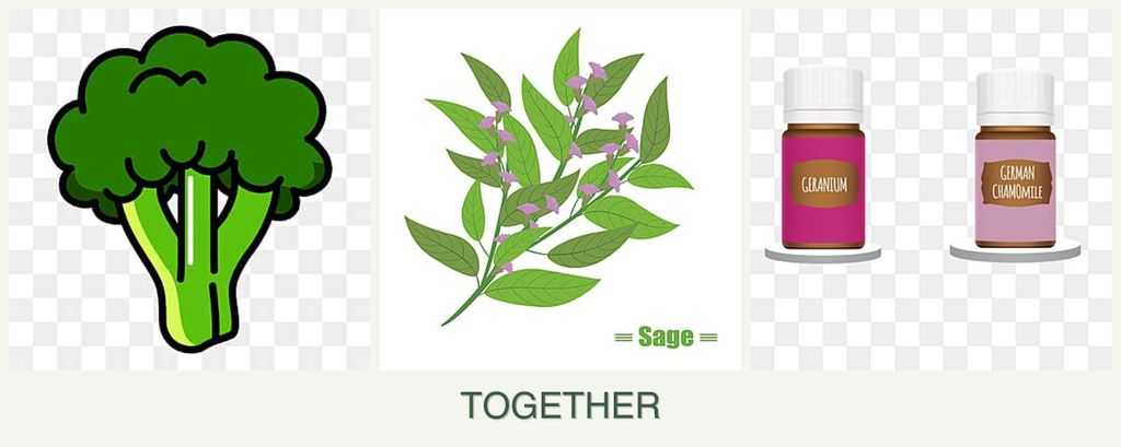 Can you plant broccoli, sage and geraniums together?