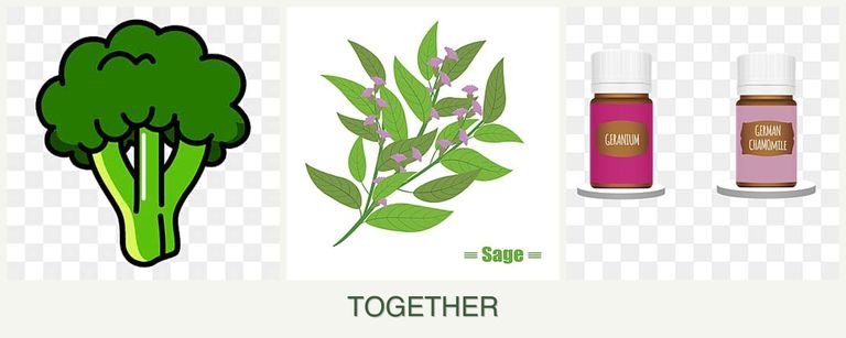 Can you plant broccoli, sage and geraniums together?
