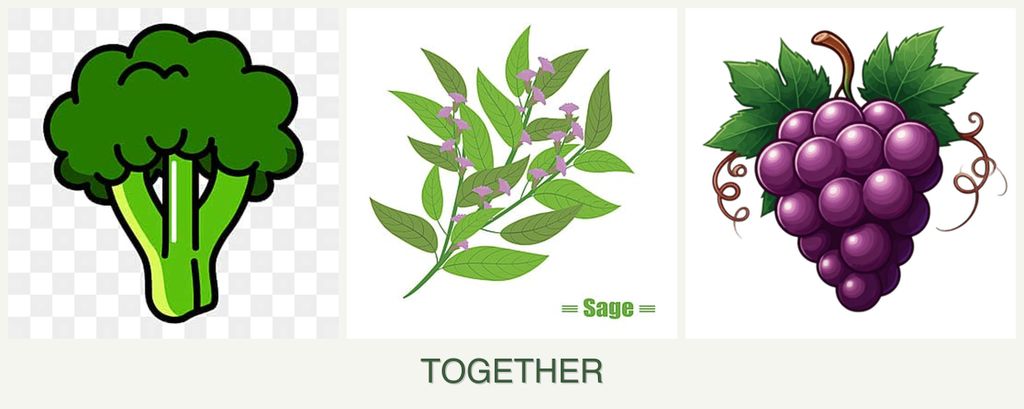 Can you plant broccoli, sage and grapes together?
