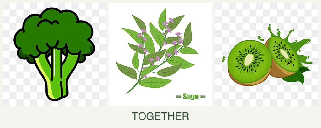 Can you plant broccoli, sage and kiwi together?