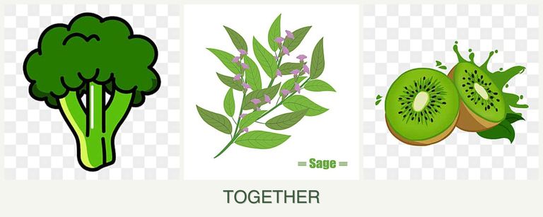Can you plant broccoli, sage and kiwi together?