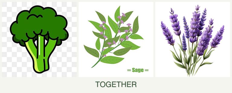 Can you plant broccoli, sage and lavender together?