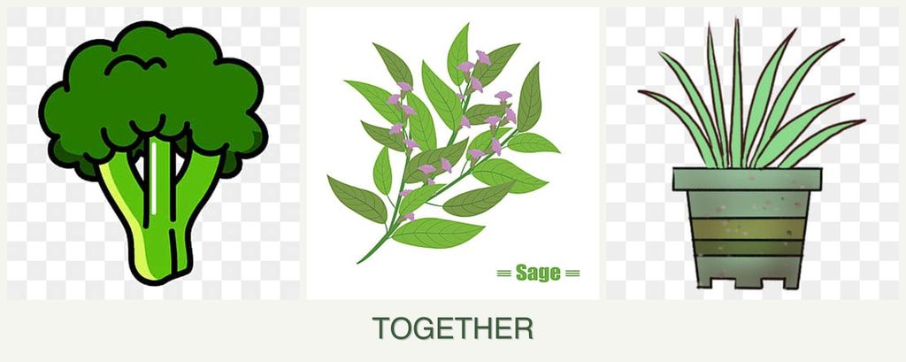 Can you plant broccoli, sage and lemongrass together?