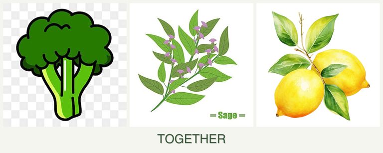Can you plant broccoli, sage and lemons together?