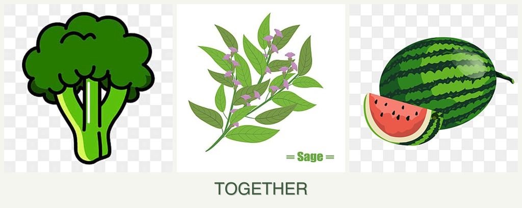Can you plant broccoli, sage and melons together?