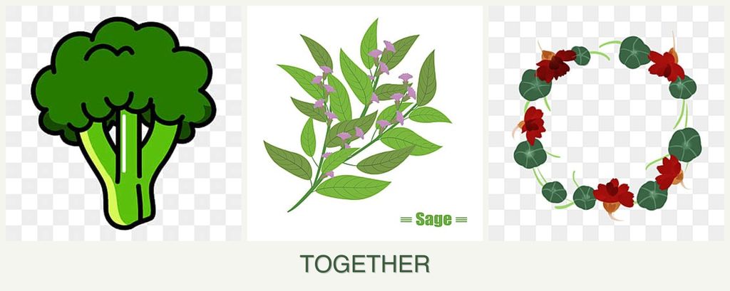 Can you plant broccoli, sage and nasturtiums together?