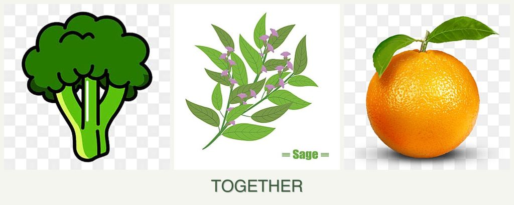 Can you plant broccoli, sage and oranges together?