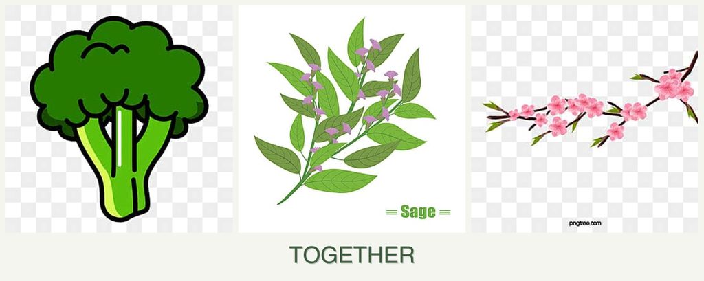 Can you plant broccoli, sage and peaches together?
