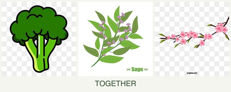 Can you plant broccoli, sage and peaches together?