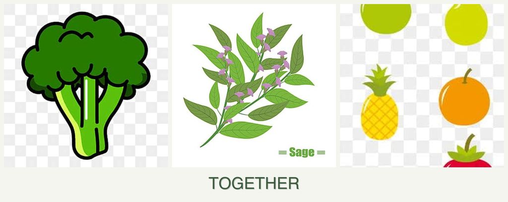 Can you plant broccoli, sage and pears together?