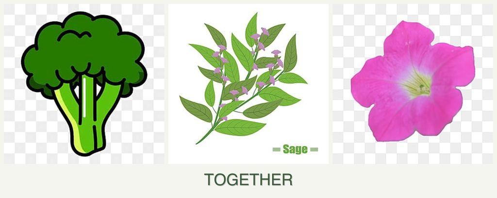 Can you plant broccoli, sage and petunias together?