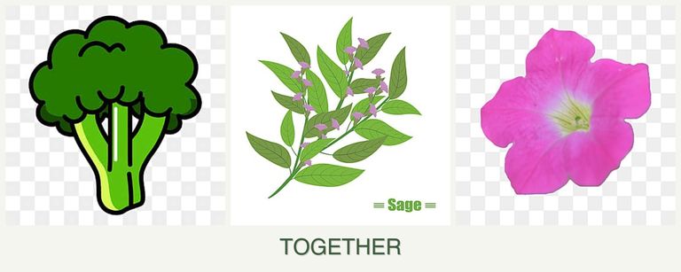 Can you plant broccoli, sage and petunias together?