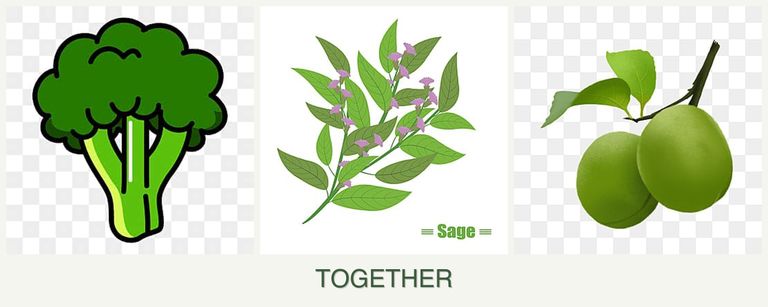 Can you plant broccoli, sage and plums together?