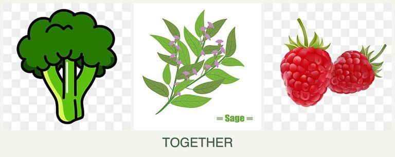 Can you plant broccoli, sage and raspberries together?