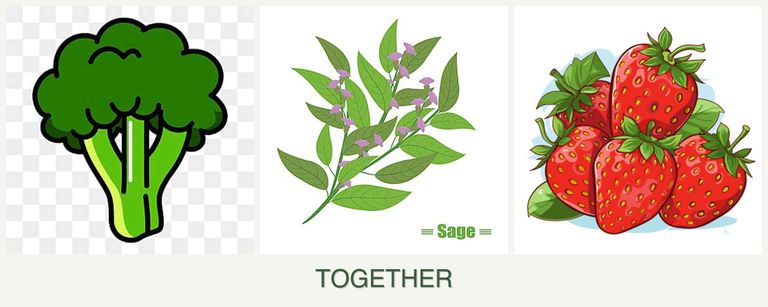 Can you plant broccoli, sage and strawberries together?