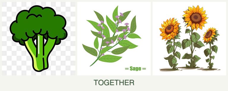 Can you plant broccoli, sage and sunflowers together?