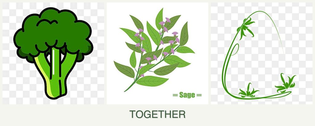 Can you plant broccoli, sage and tarragon together?