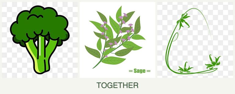 Can you plant broccoli, sage and tarragon together?