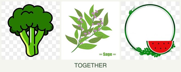 Can you plant broccoli, sage and watermelons together?
