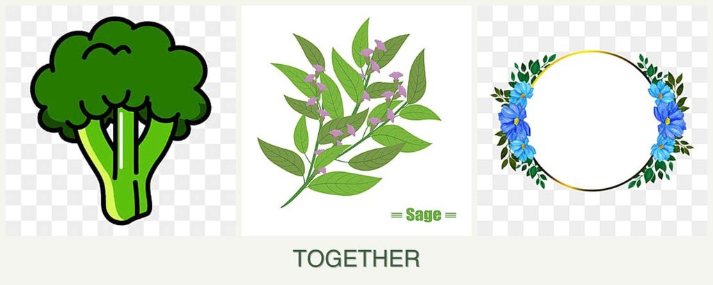 Can you plant broccoli, sage and zinnias together?
