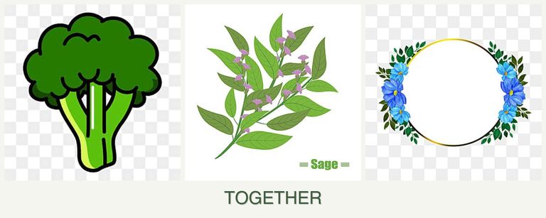 Can you plant broccoli, sage and zinnias together?