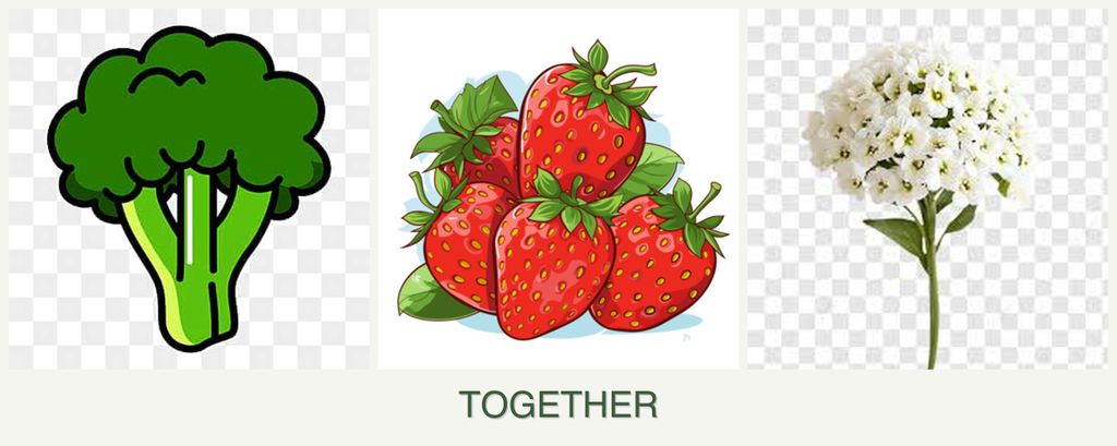 Can you plant broccoli, strawberries and alyssum together?