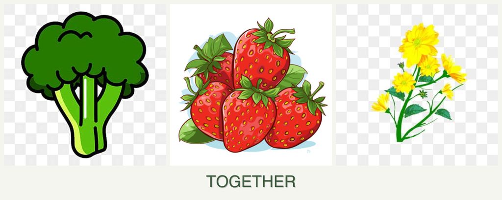 Can you plant broccoli, strawberries and calendula together?