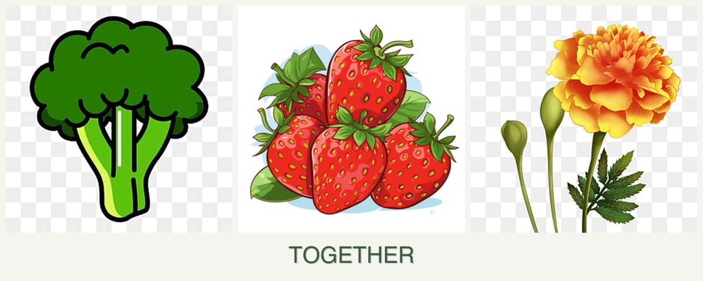 Can you plant broccoli, strawberries and marigolds together?