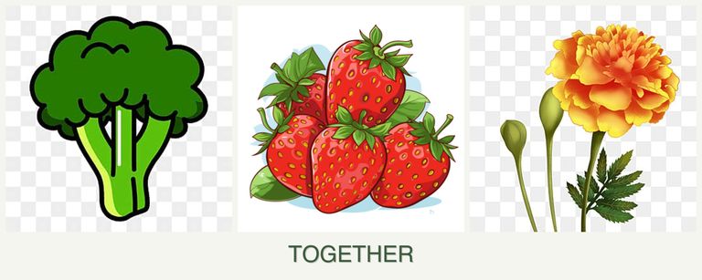 Can you plant broccoli, strawberries and marigolds together?