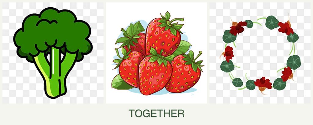 Can you plant broccoli, strawberries and nasturtiums together?