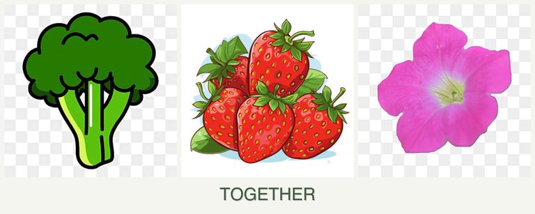 Can you plant broccoli, strawberries and petunias together?