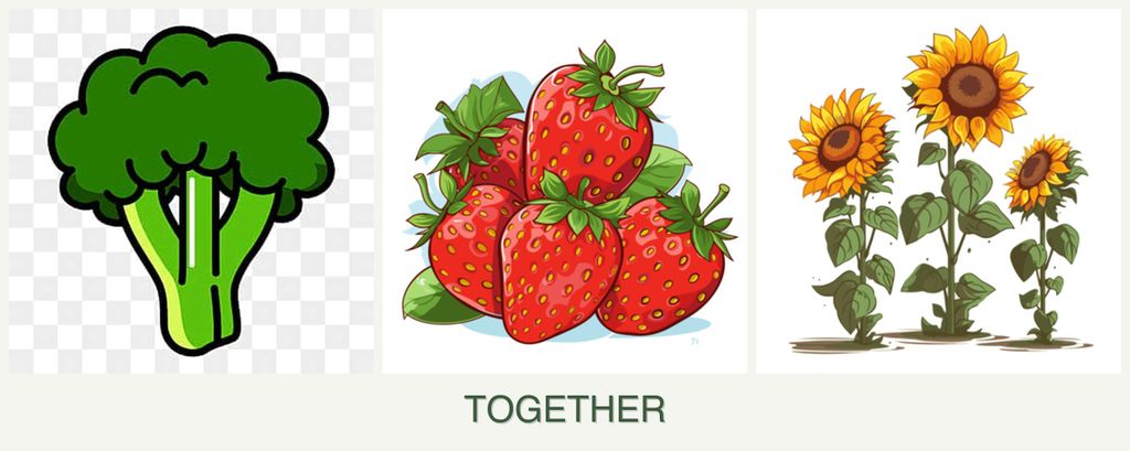 Can you plant broccoli, strawberries and sunflowers together?