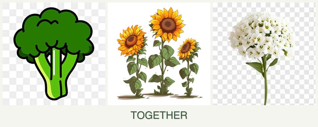 Can you plant broccoli, sunflowers and alyssum together?