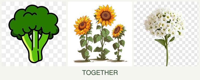 Can you plant broccoli, sunflowers and alyssum together?