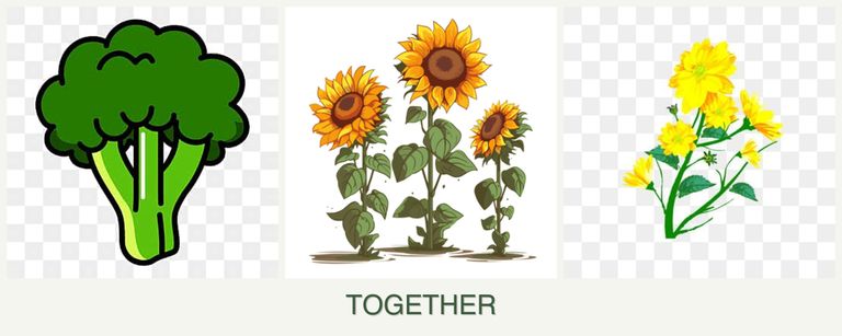 Can you plant broccoli, sunflowers and calendula together?