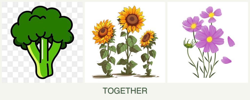 Can you plant broccoli, sunflowers and cosmos together?