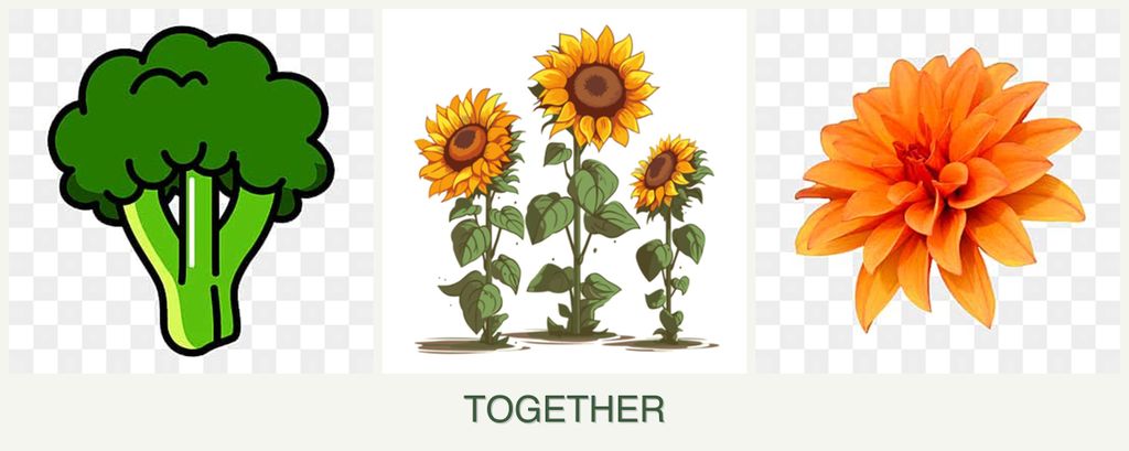 Can you plant broccoli, sunflowers and dahlias together?