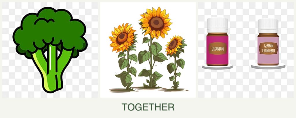 Can you plant broccoli, sunflowers and geraniums together?
