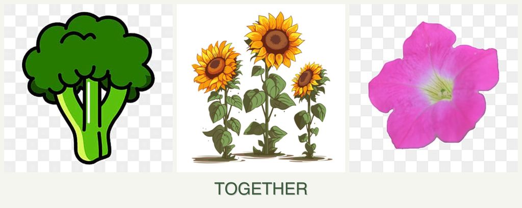 Can you plant broccoli, sunflowers and petunias together?