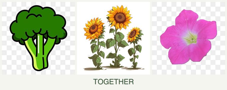 Can you plant broccoli, sunflowers and petunias together?
