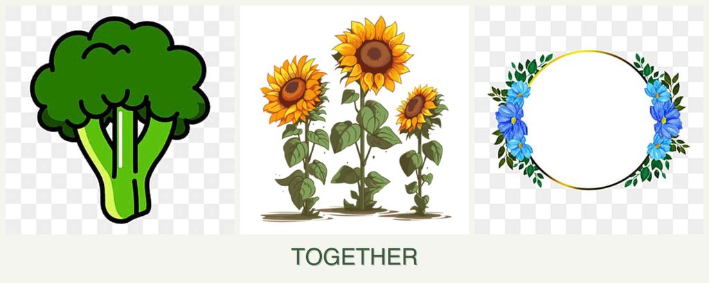 Can you plant broccoli, sunflowers and zinnias together?