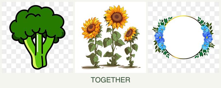 Can you plant broccoli, sunflowers and zinnias together?